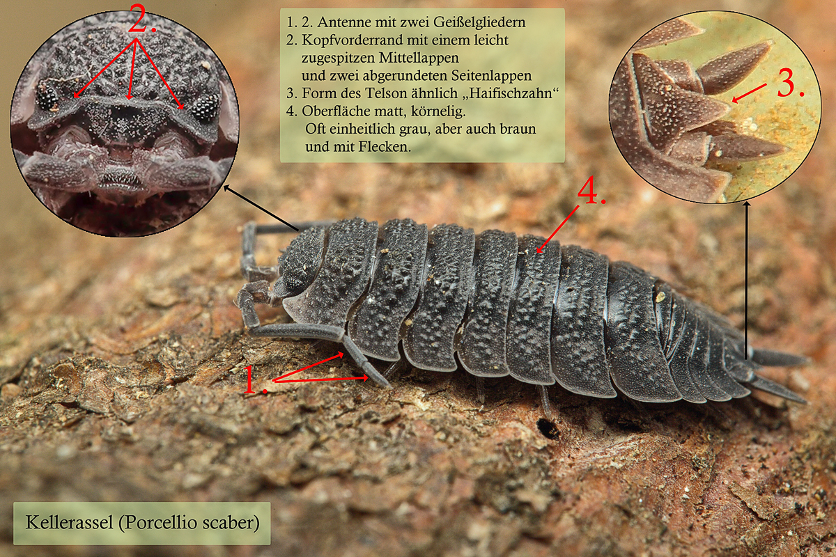 Kellerassel-Porcellio scaber.jpg