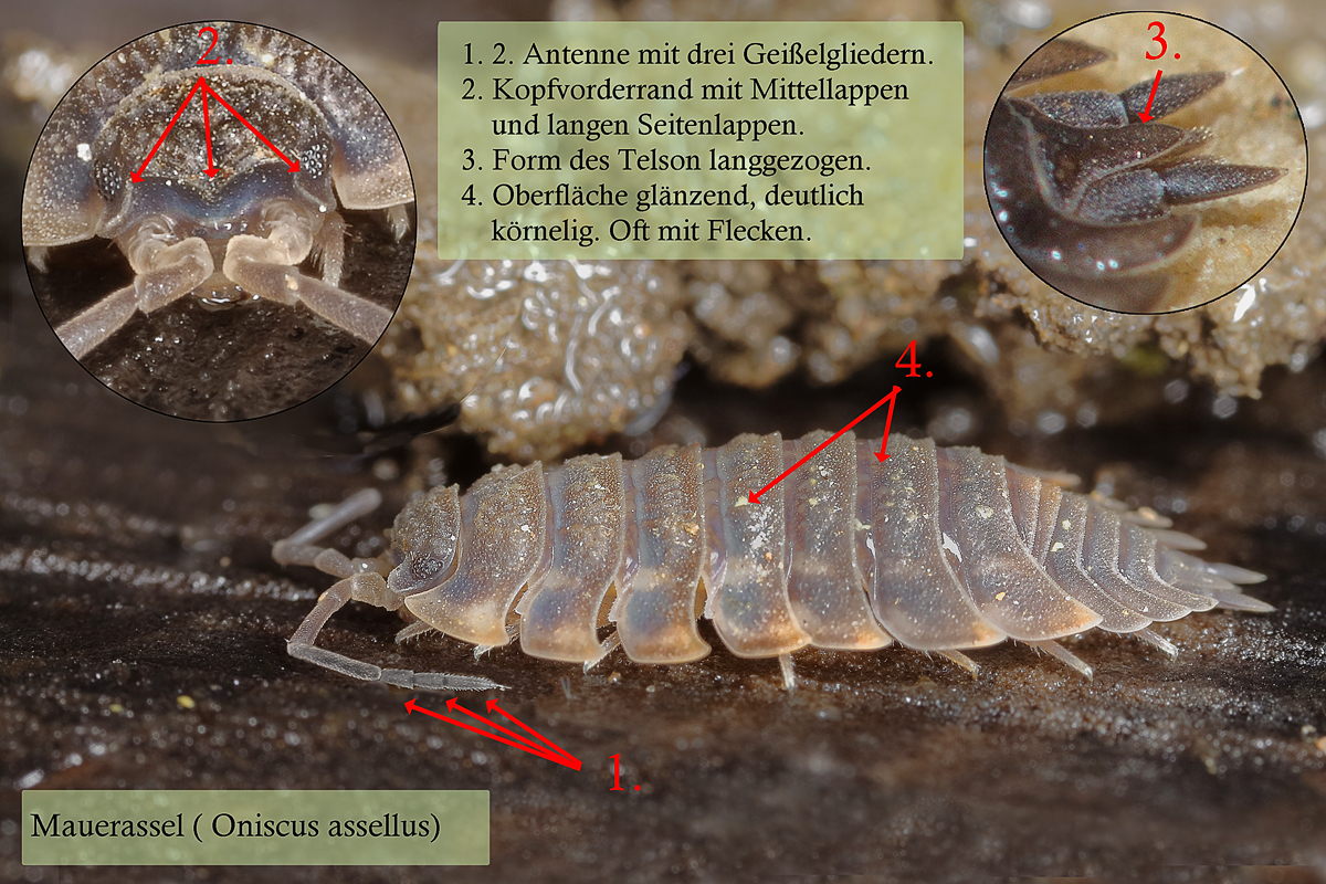 Mauerassel-Oniscus-asellus.jpg