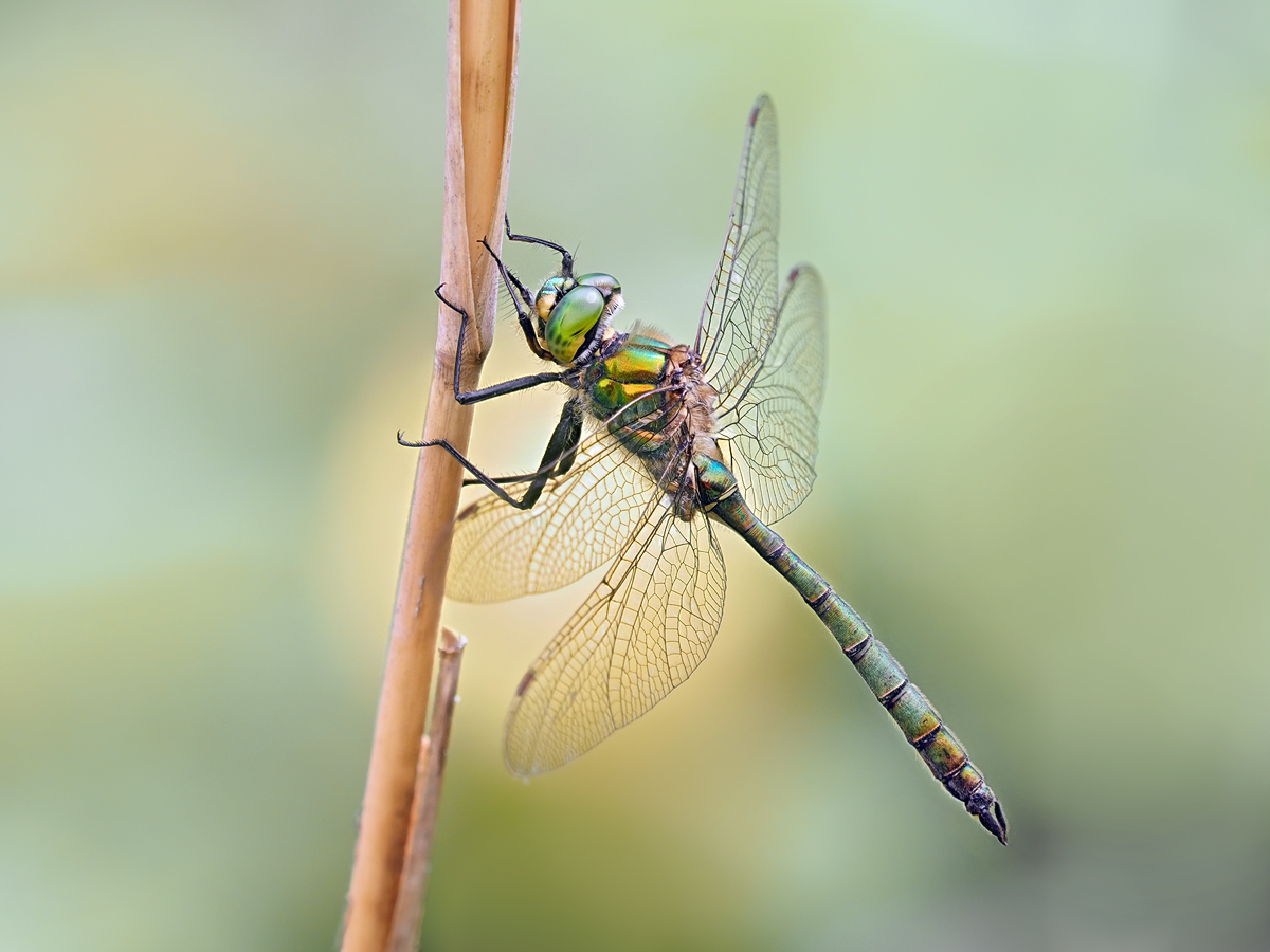Somatochlora metallica-zogg96552_5---Kopie.jpg