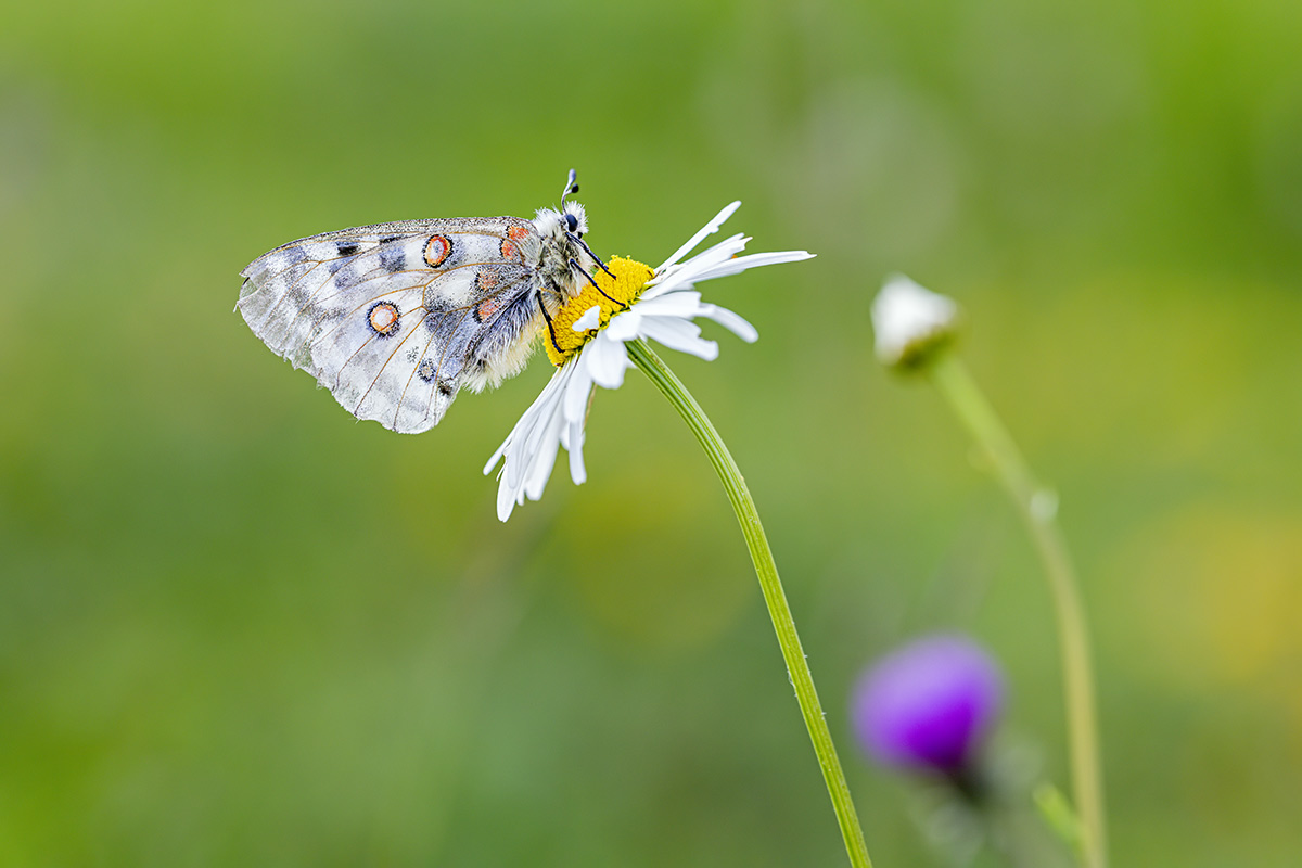 compApollo,roter27.7.2020DSC5055 - Kopie.jpg