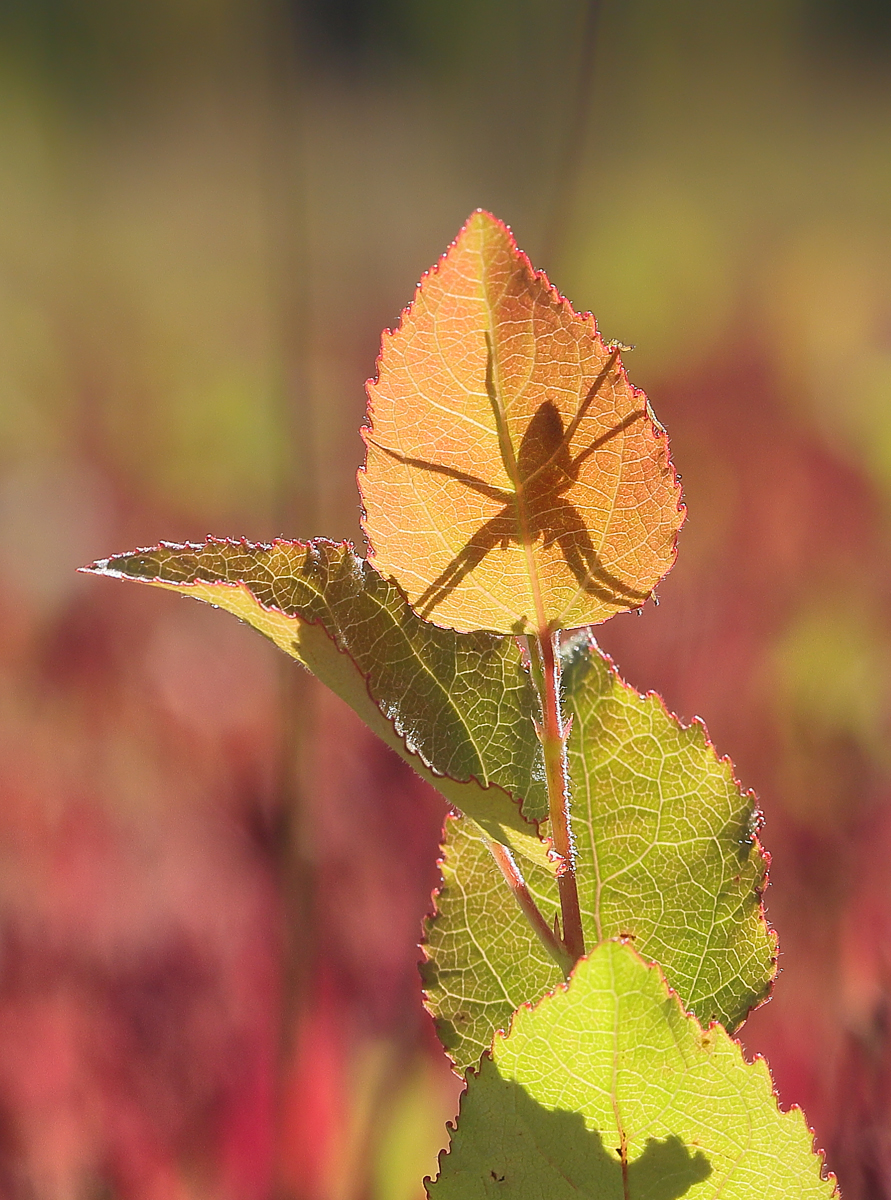 9 Dolomedes-fimbriatus-Schatten.jpg