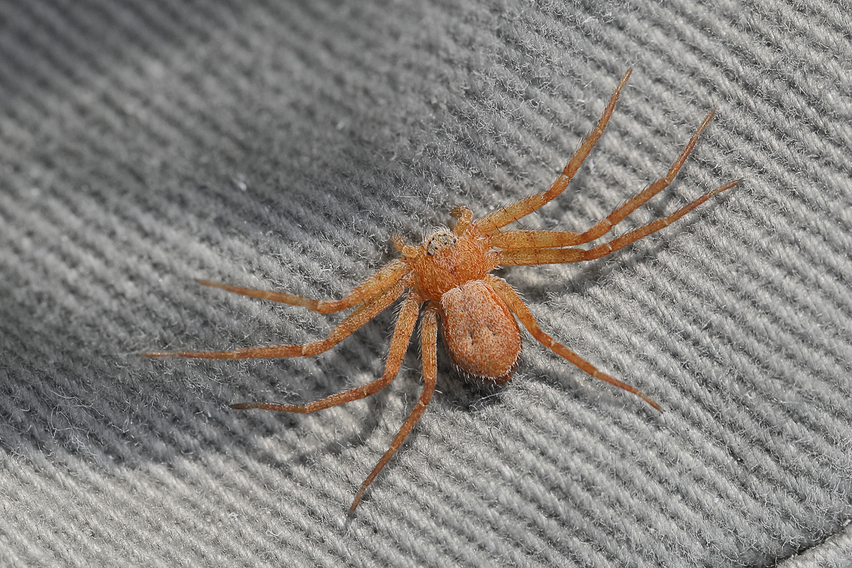 9 Philodromus-fuscomarginat12.jpg
