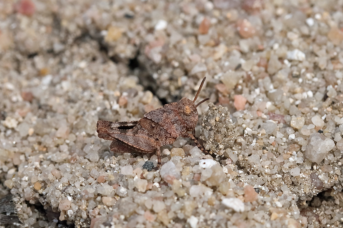12 Oedipoda-caerulescens1200.jpg