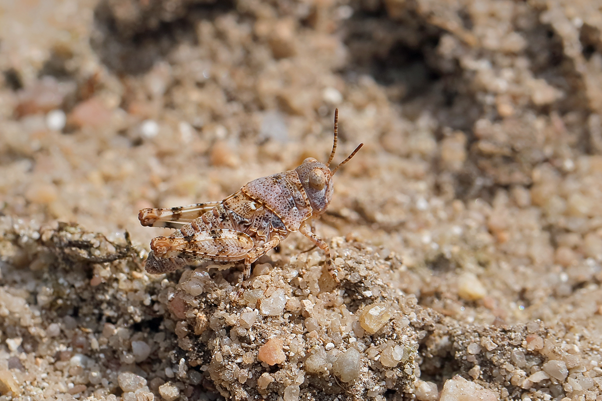 13 Sphingonotus-caerulans1200.jpg