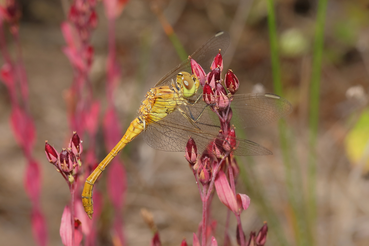 14 Sympetrum meridionale 2690.jpg