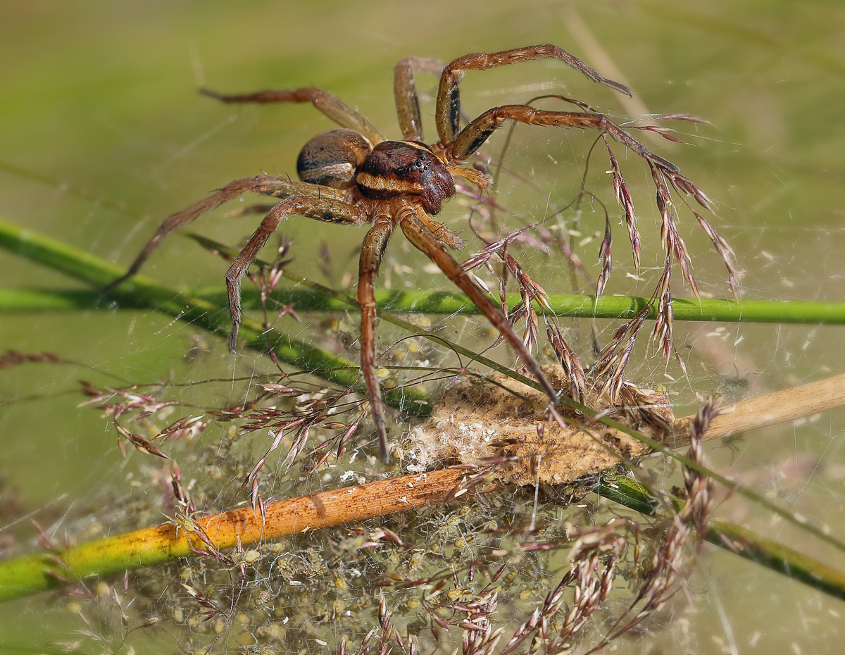 20 Dolomedes-fimbriat1200.jpg