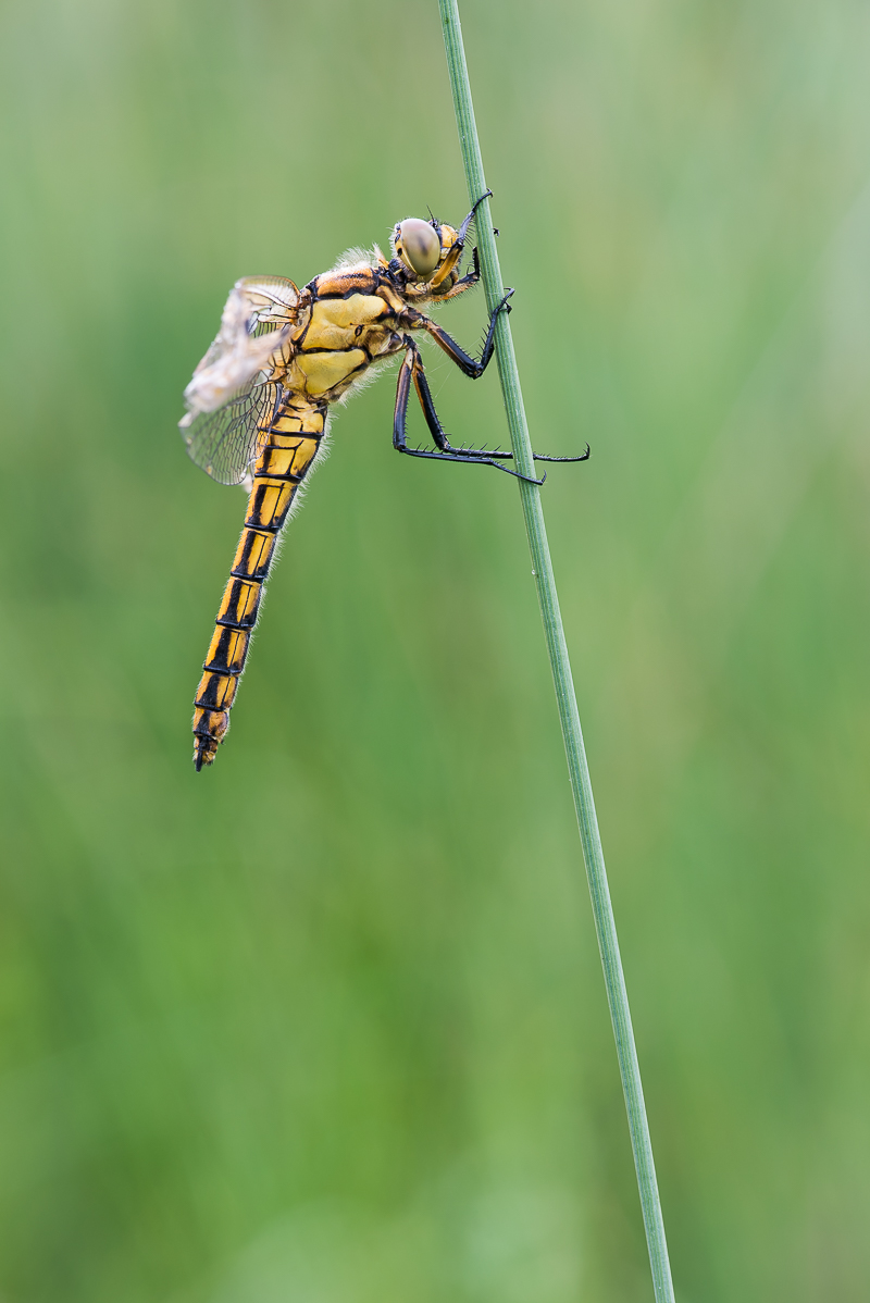 Blaupfeil-2521.jpg