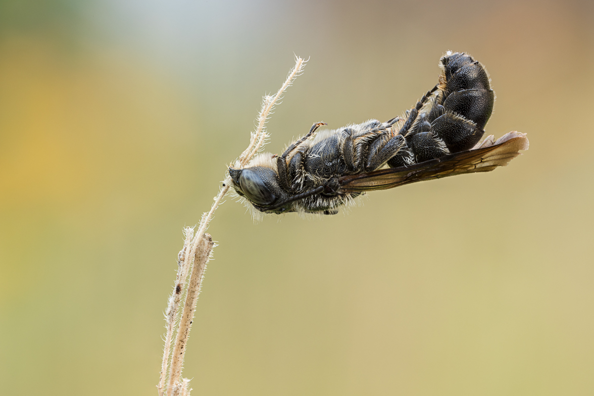 20200717-20200715-IMG_5816 ZS21 1-2 f56u10 200 65-b.jpg