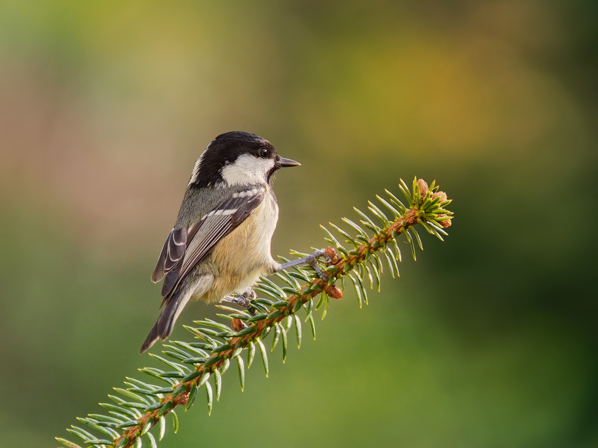 Parus-ater-OOG24903---Kopie.jpg