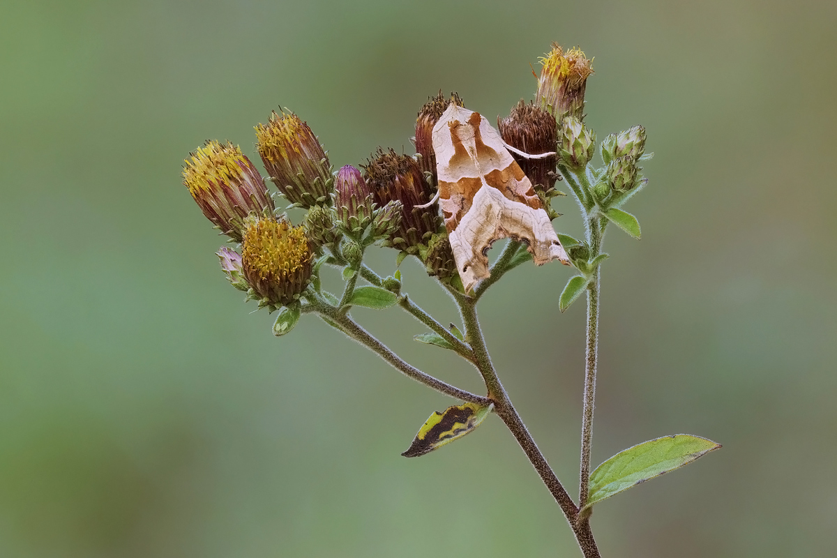 falter-stack-188454-76.jpg