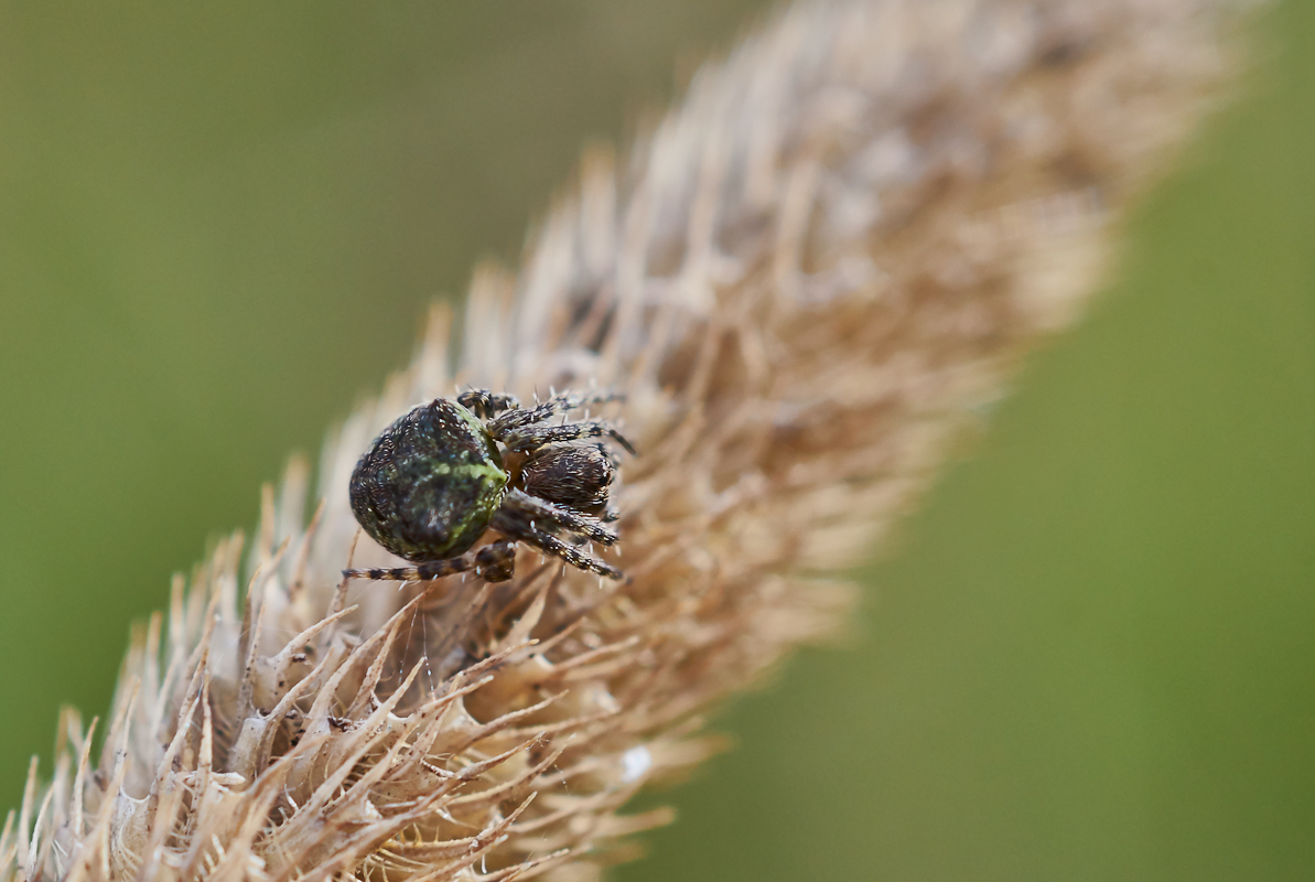 Gibbaranea gibbosa 2.jpg