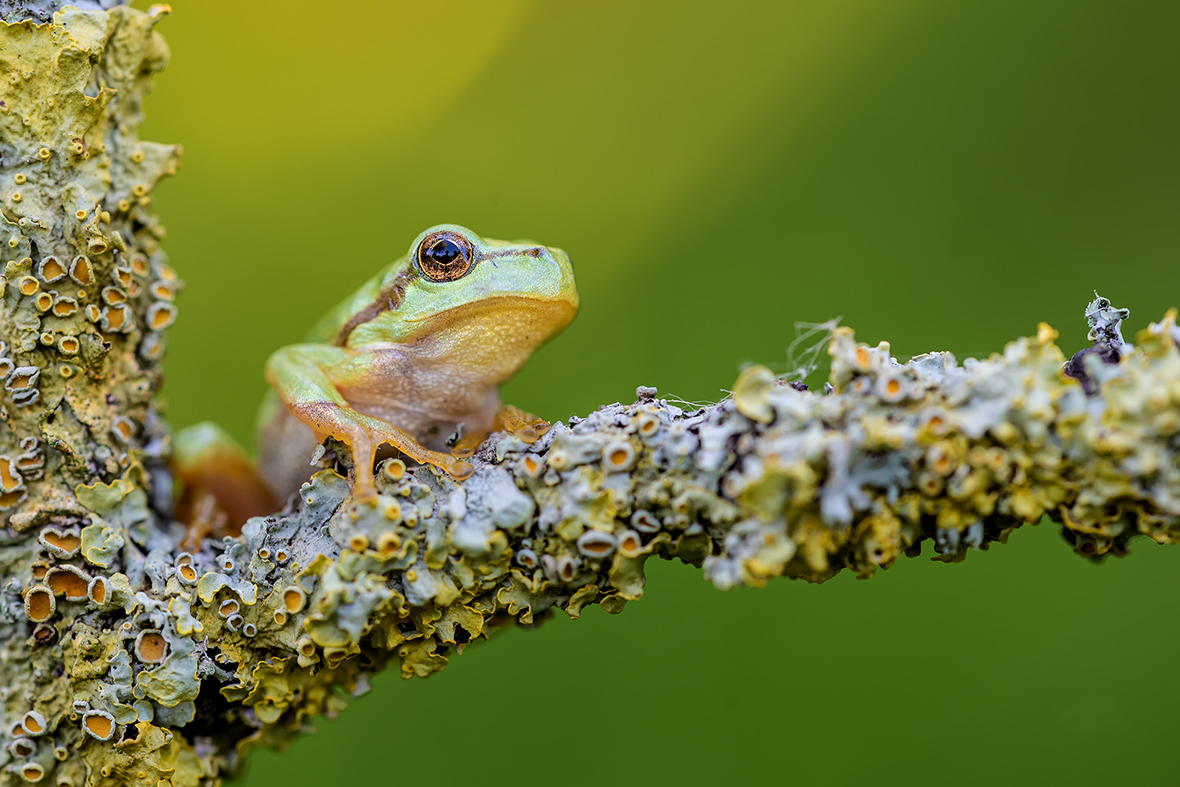 Hyla arborea 2.jpg