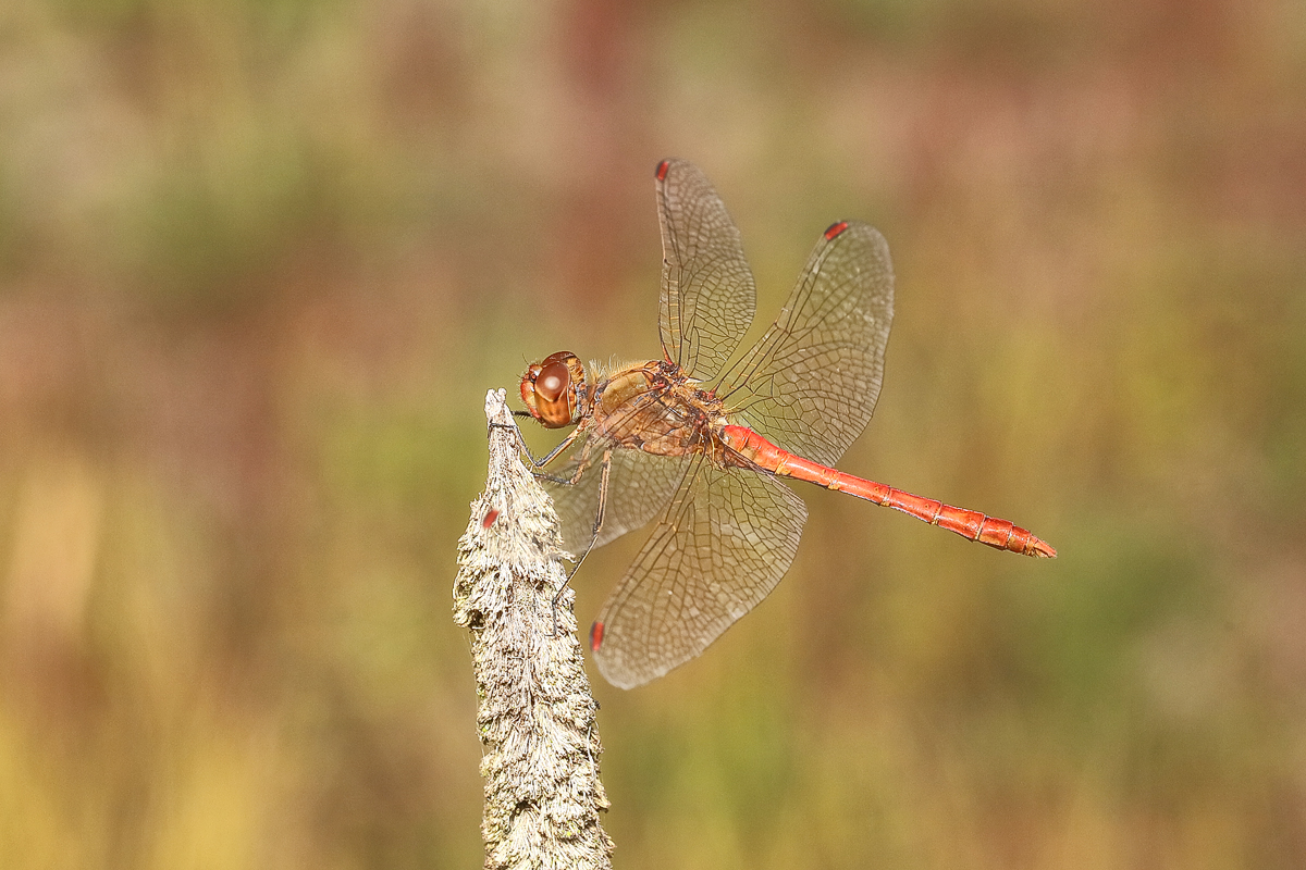 4 Sympetrum-meridionalex1200.jpg