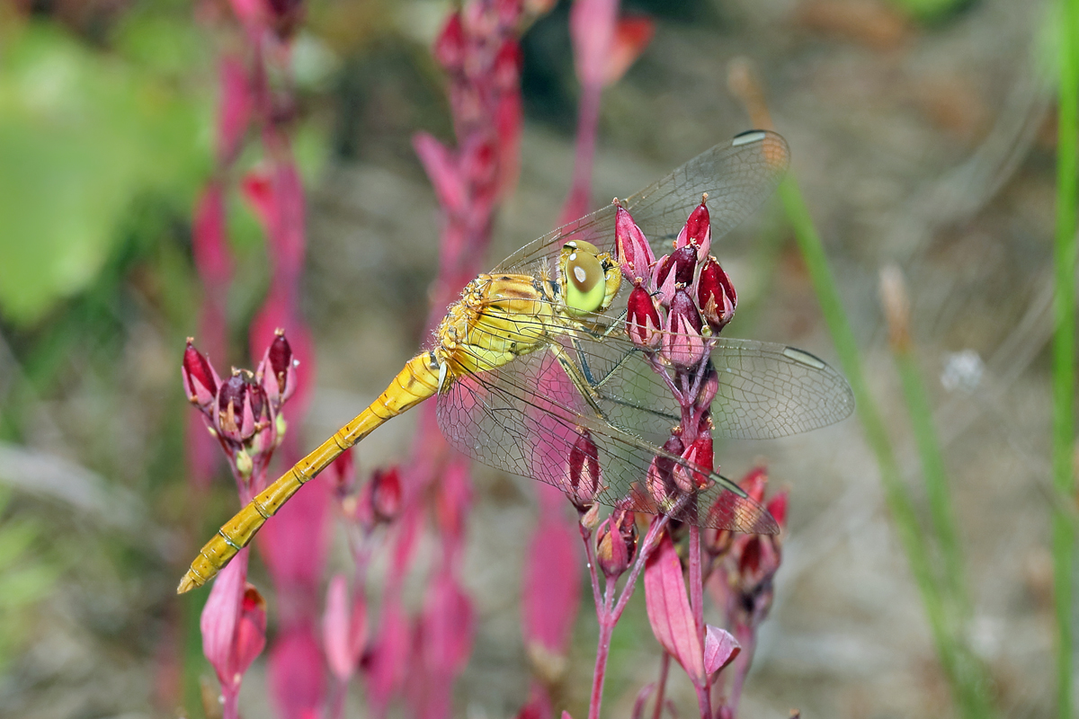 1 Sympetrum-meridionalec1200.jpg