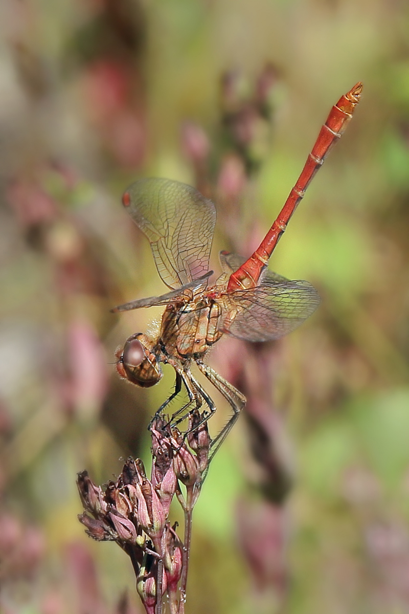 6 Sympetrum-meridionalef1200n.jpg