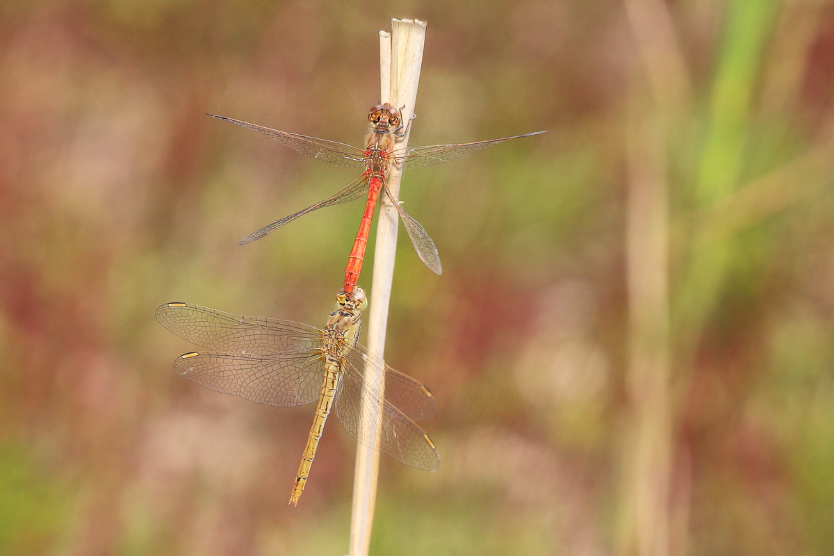 7 Sympetrum-meridionaler12005.jpg