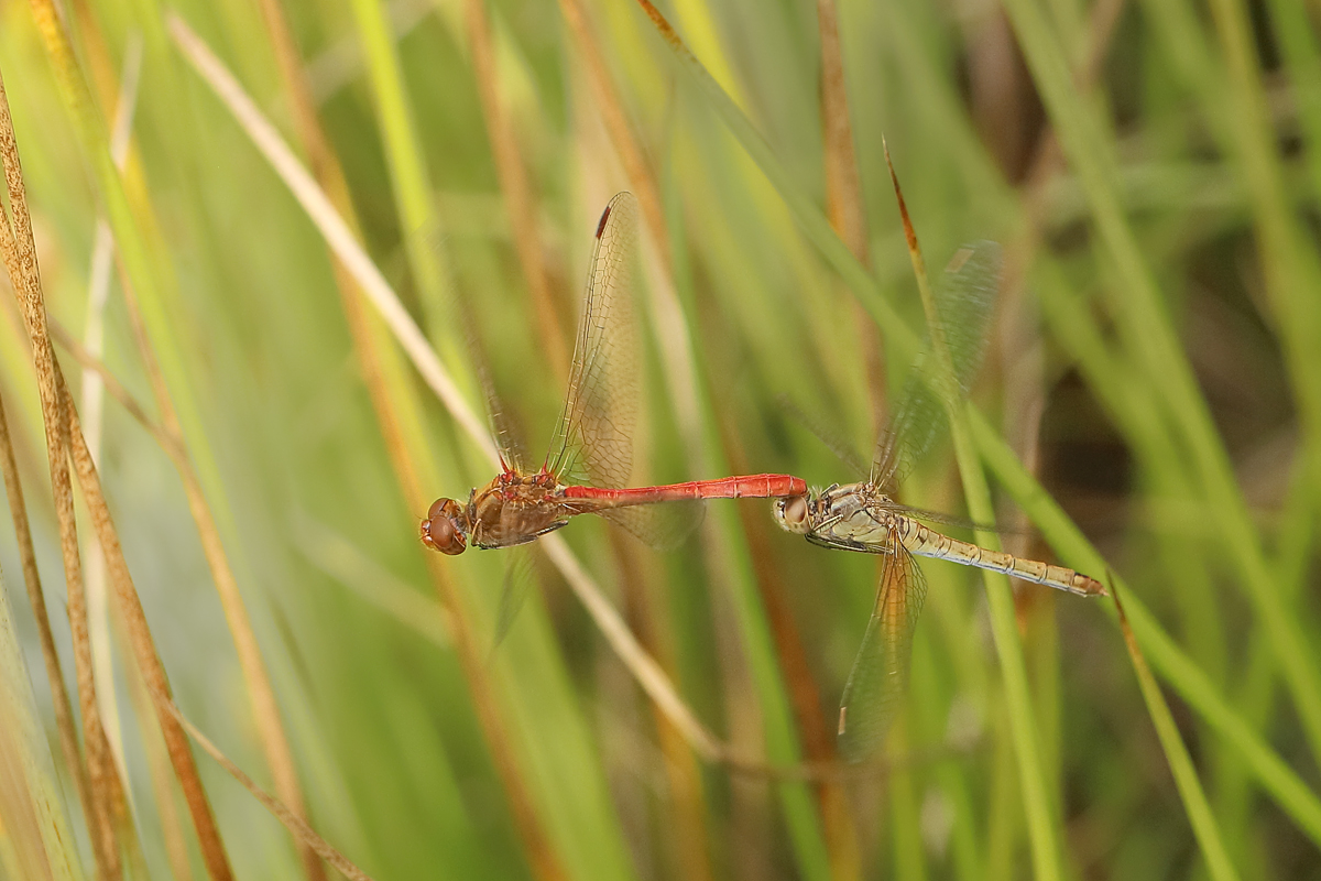 10 Sympetrum-meridionaleh1200.jpg