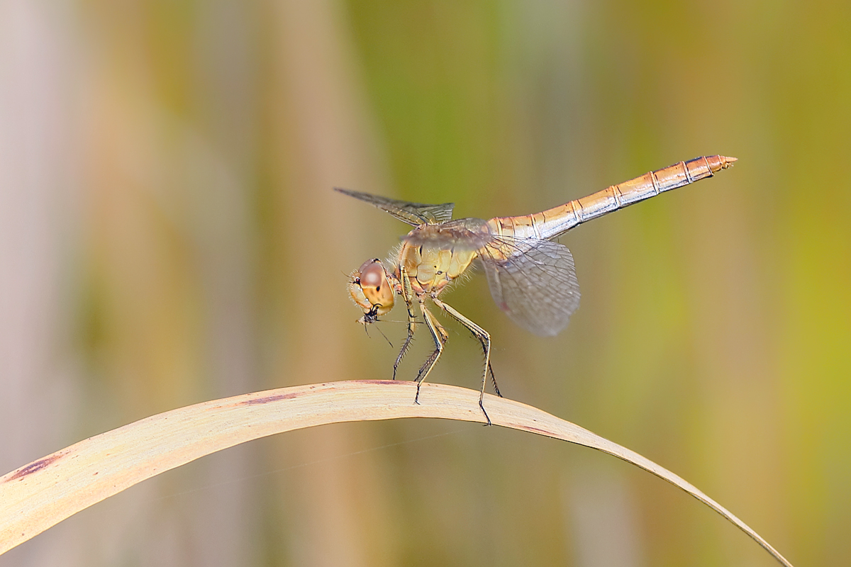13 Sympetrum-meridionale--beut.jpg