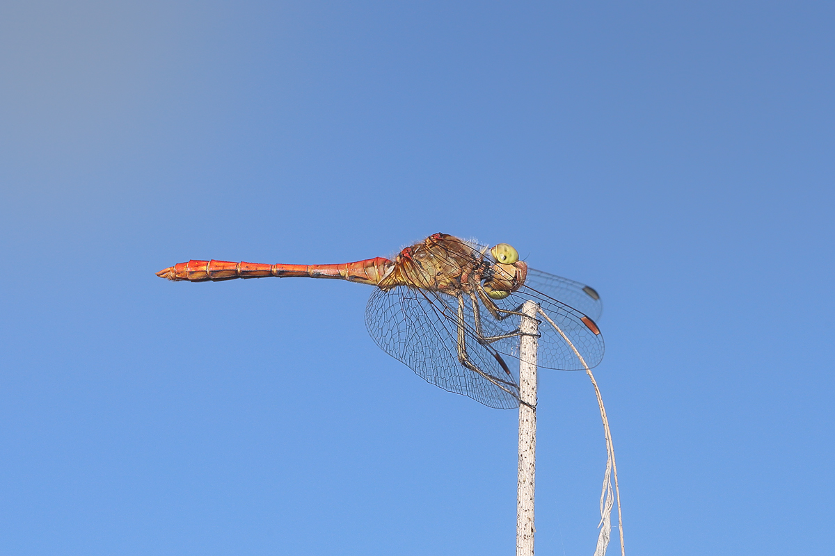 15 Sympetrum-meridionalew12005.jpg