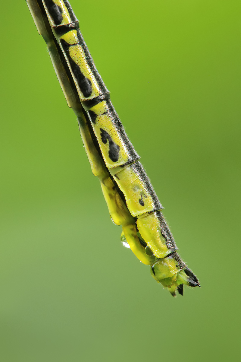 Gomphus pulchellus_m_Anhänge_IMG_1138a.jpg