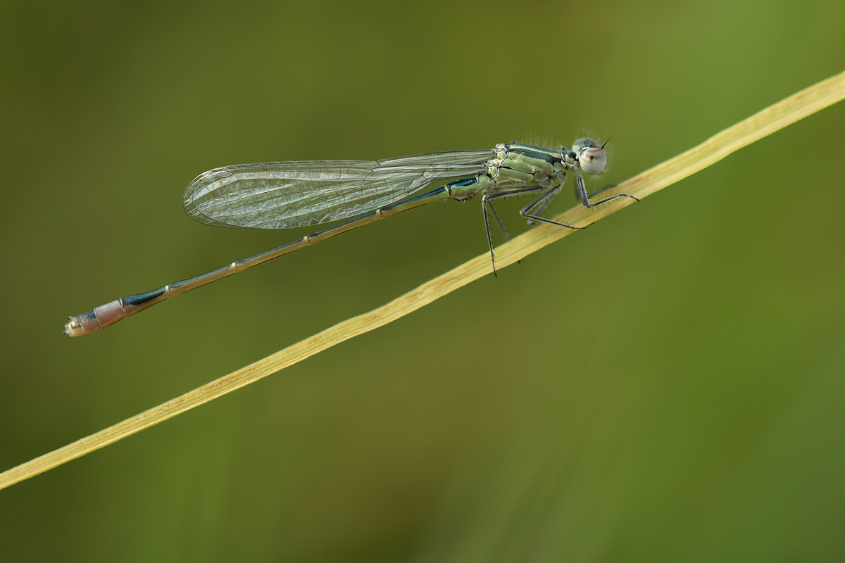 Ischnura elegans_m_frisch_26mm_IMG_9486.jpg