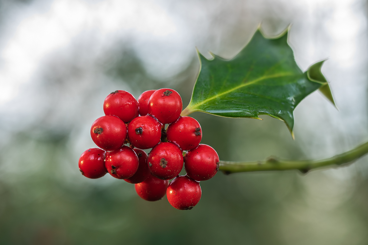 2021-01-07 20-04-43 (A,Radius8,Smoothing4) - Ilex aquifolium-verkl.jpg