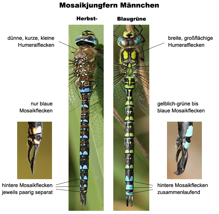 Aeshna cyanea_mixta_Unterschiede_a.jpg