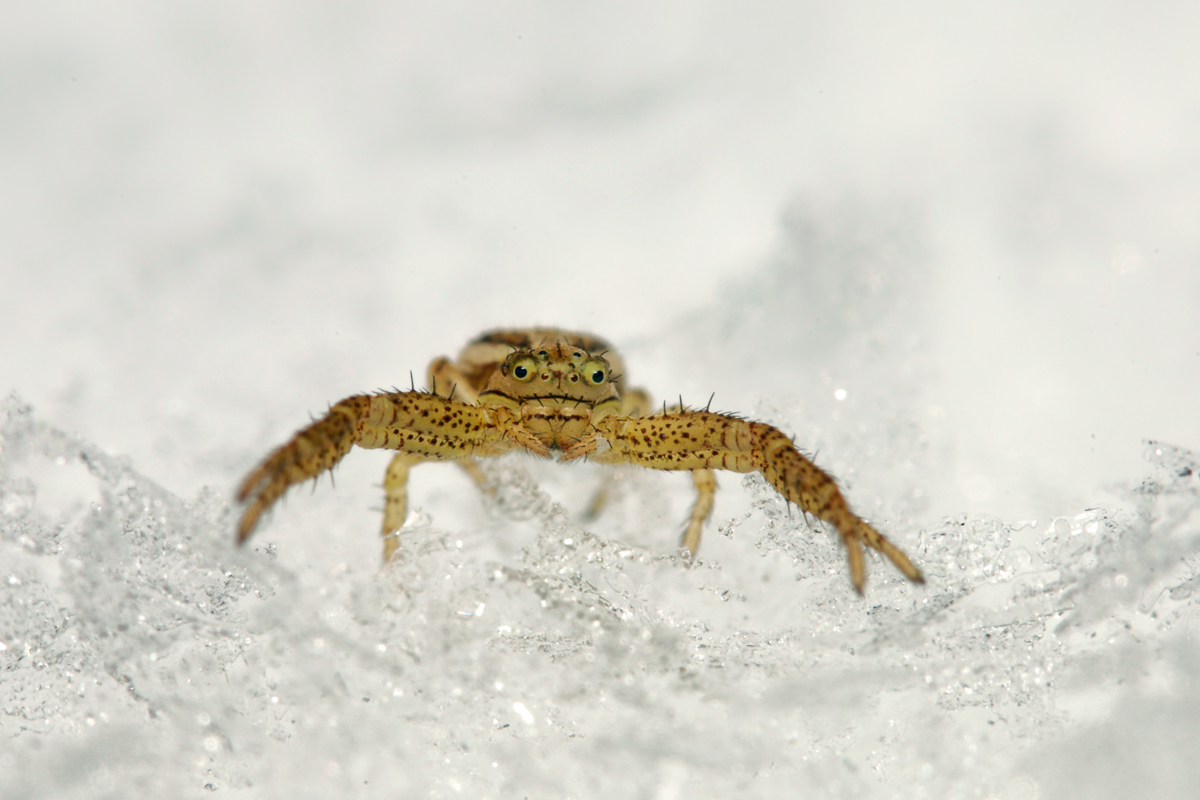 1 Xysticus cf cristatus 3491.jpg