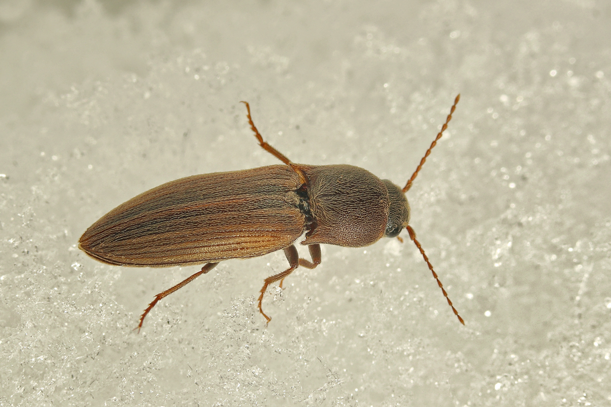 2 Schnellkäfer unbestimmt 3615.jpg