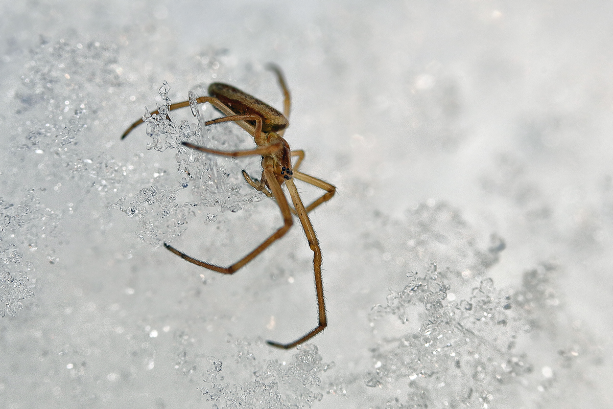 6 Tetragnatha-spec-Tetragnath.jpg