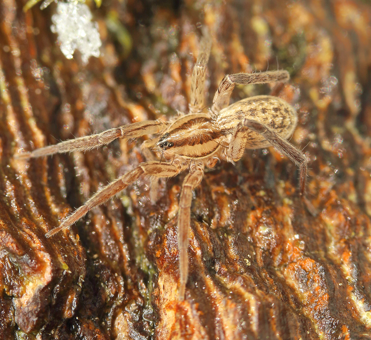 11 Zora cf spinimana Gewöhnliches Stachelbein 3577.jpg