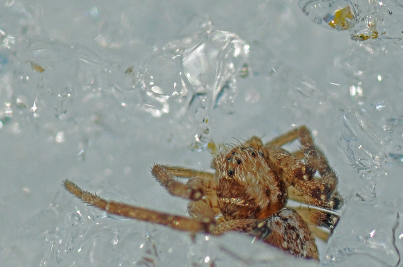 Philodromus aureolus-Gruppe.JPG