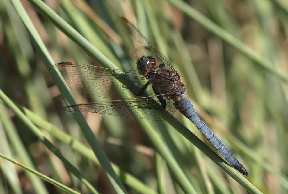 coerulescens_alt_ausgefärbt01_IMG_7896.jpg