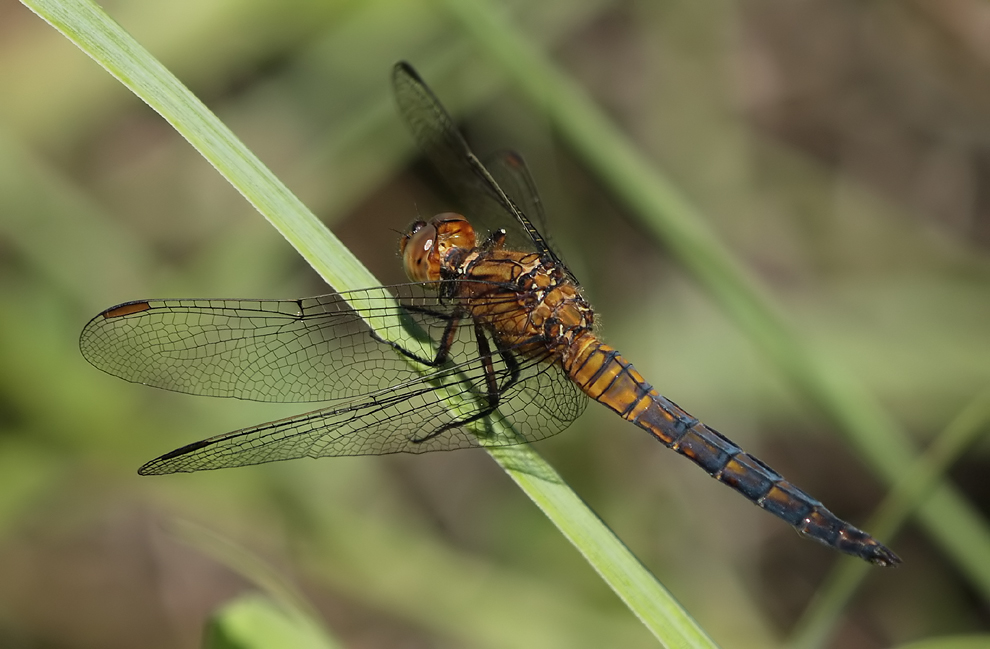 coerulescens_unausgefärbt03_IMG_7971.jpg