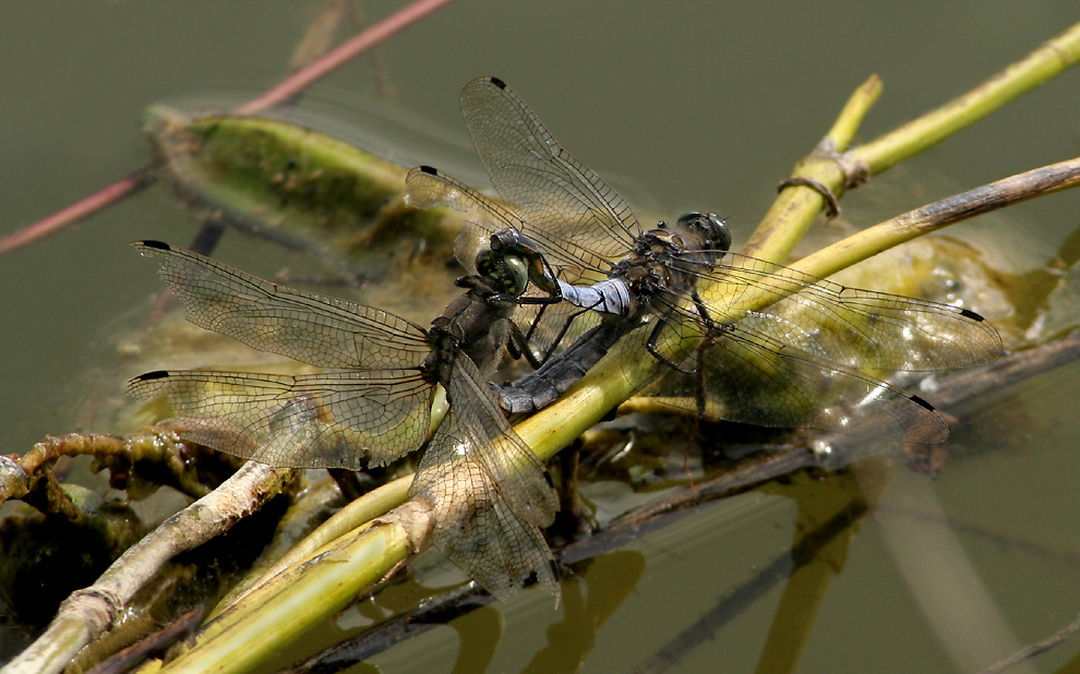 orthetrum cancellatum_Paar_21082008_01.jpg