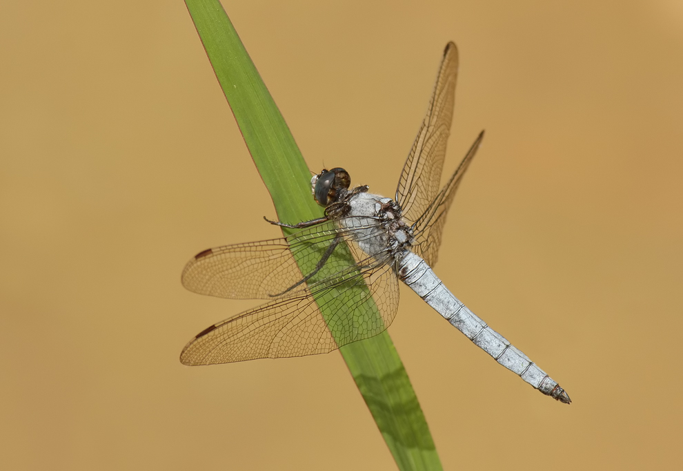 Orthetrum_brunneum_m_16072009_börtlingen02.jpg