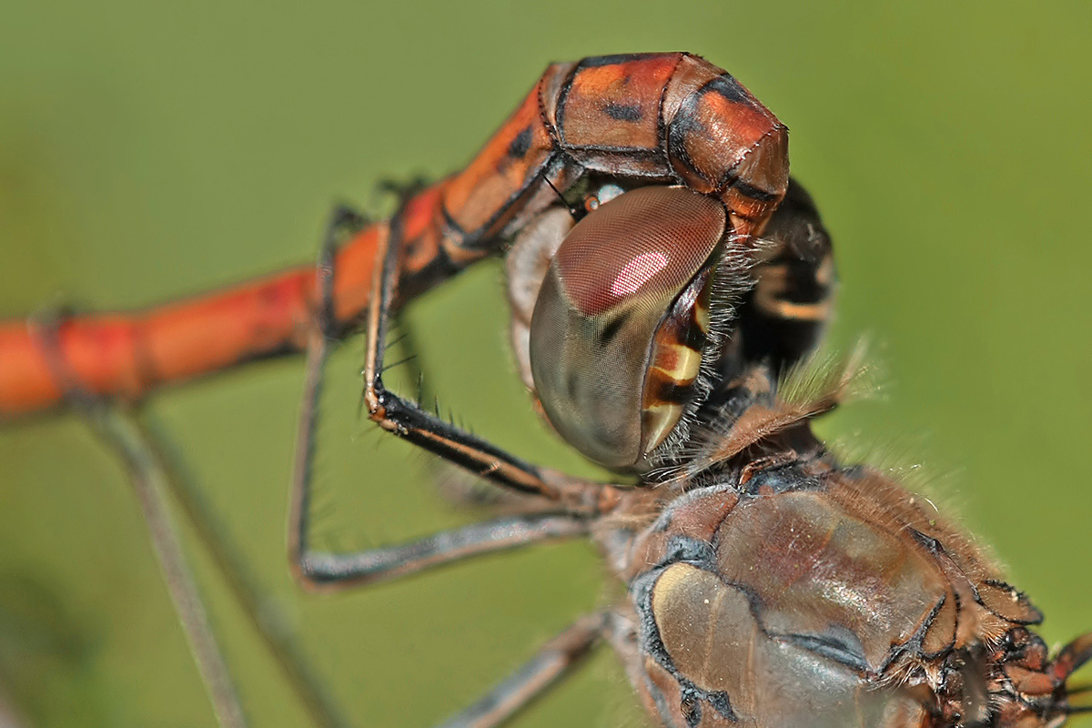 Sympetrum striolatum_Paarung_detail_IMG_0972c.jpg