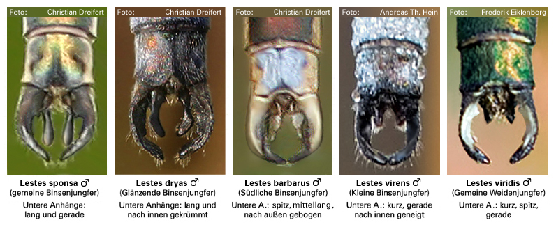 binsenjungfern_hlb_anhänge_male_komplett.jpg