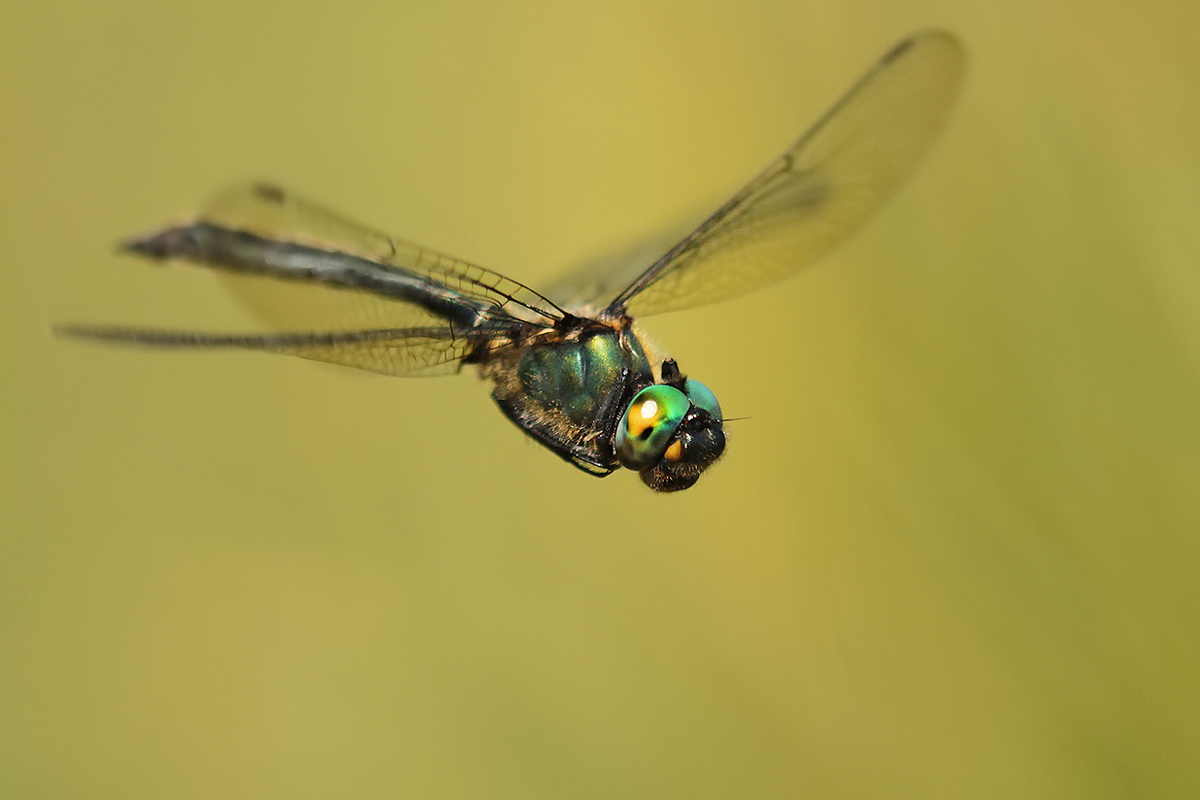 Somatochlora alpestris_m_flug_IMG_2770_1200.jpg