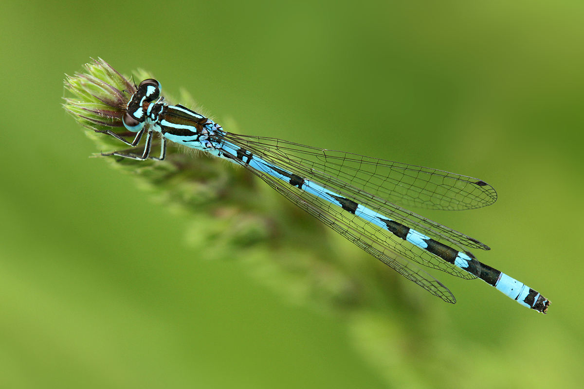 Coenagrion ornatum_m_IMG_2574_1200.jpg