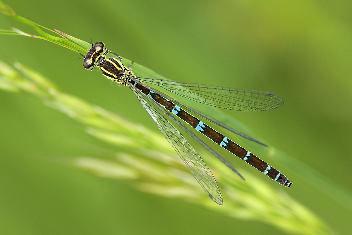 Coenagrion ornatum_f_top_IMG_2451_1200.jpg