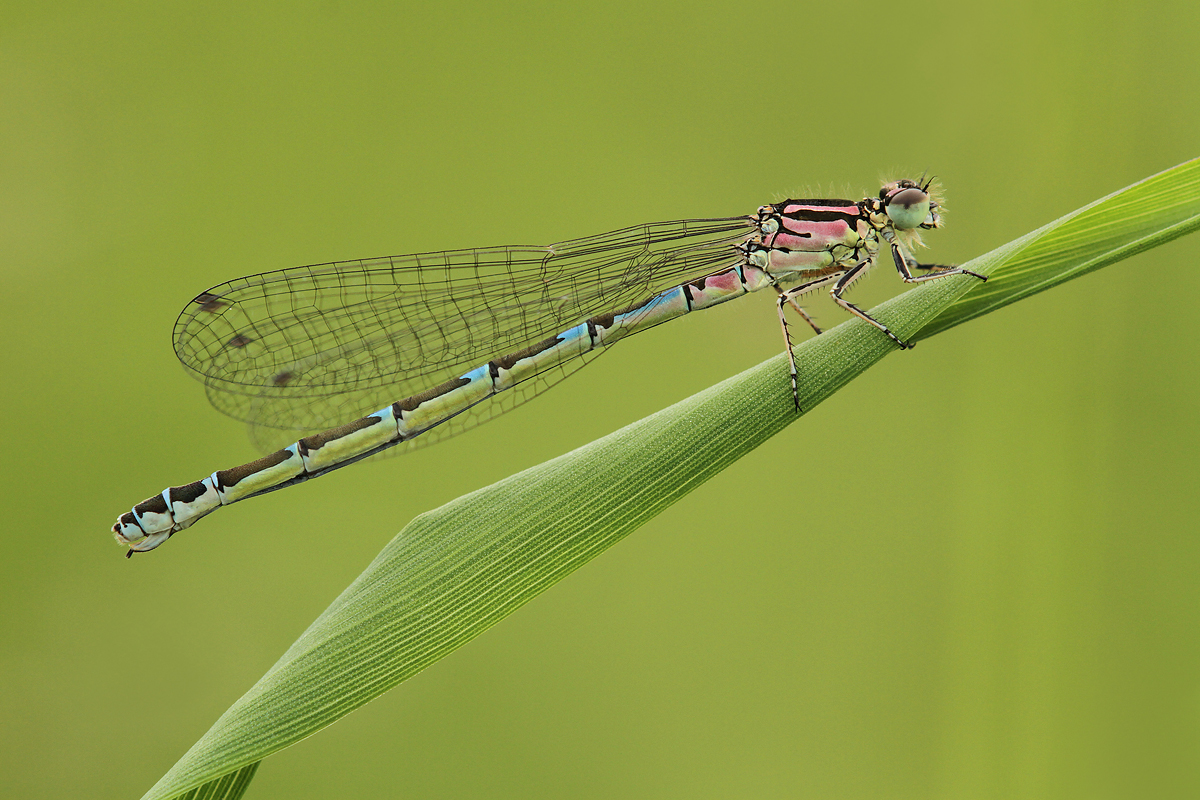 Coenagrion ornatum_IMG_3401_1200c.jpg