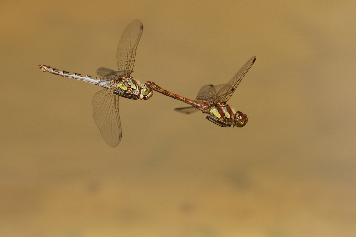 Sympetrum striolatum_TandemFlug_Eiablage_IMG_9827_1200.jpg