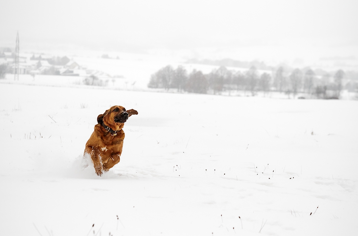 schnee02-.jpg
