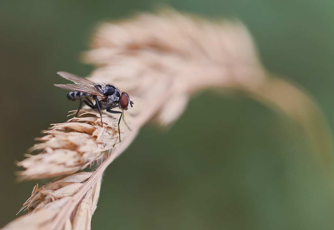 Anthomyia procellaris.jpg