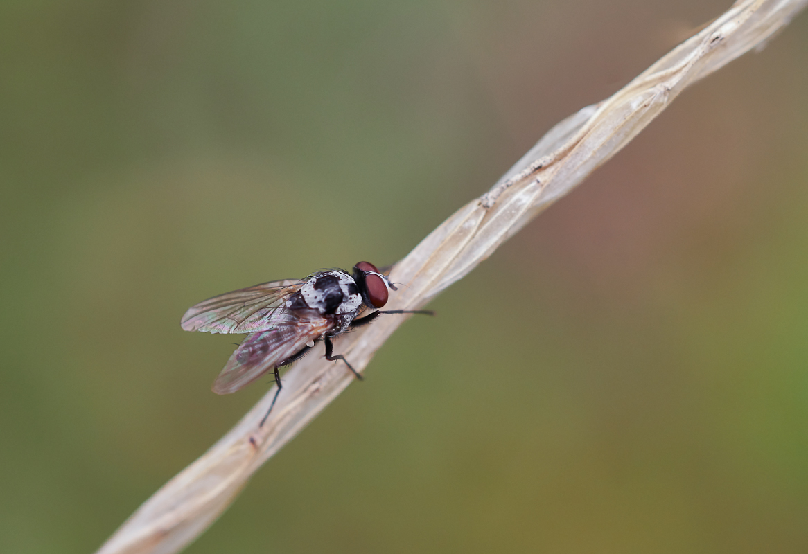 Anthomyia procellaris 2.jpg