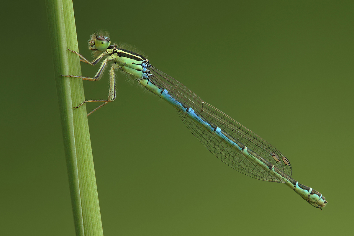 Coenagrion scitulum_f_IMG_1417_1200.jpg