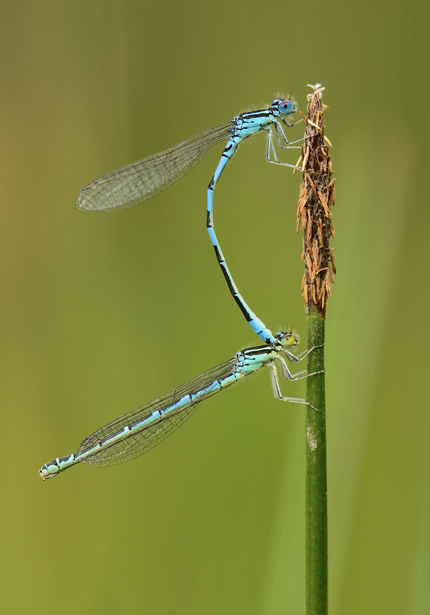 Coenagrion scitulum_Tandem_IMG_0353_1200.jpg