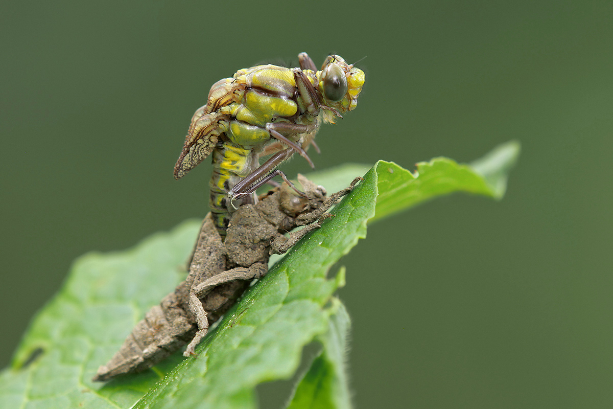 Gomphus vulgatissimus_f_Schlupf_IMG_6052_1200a.jpg