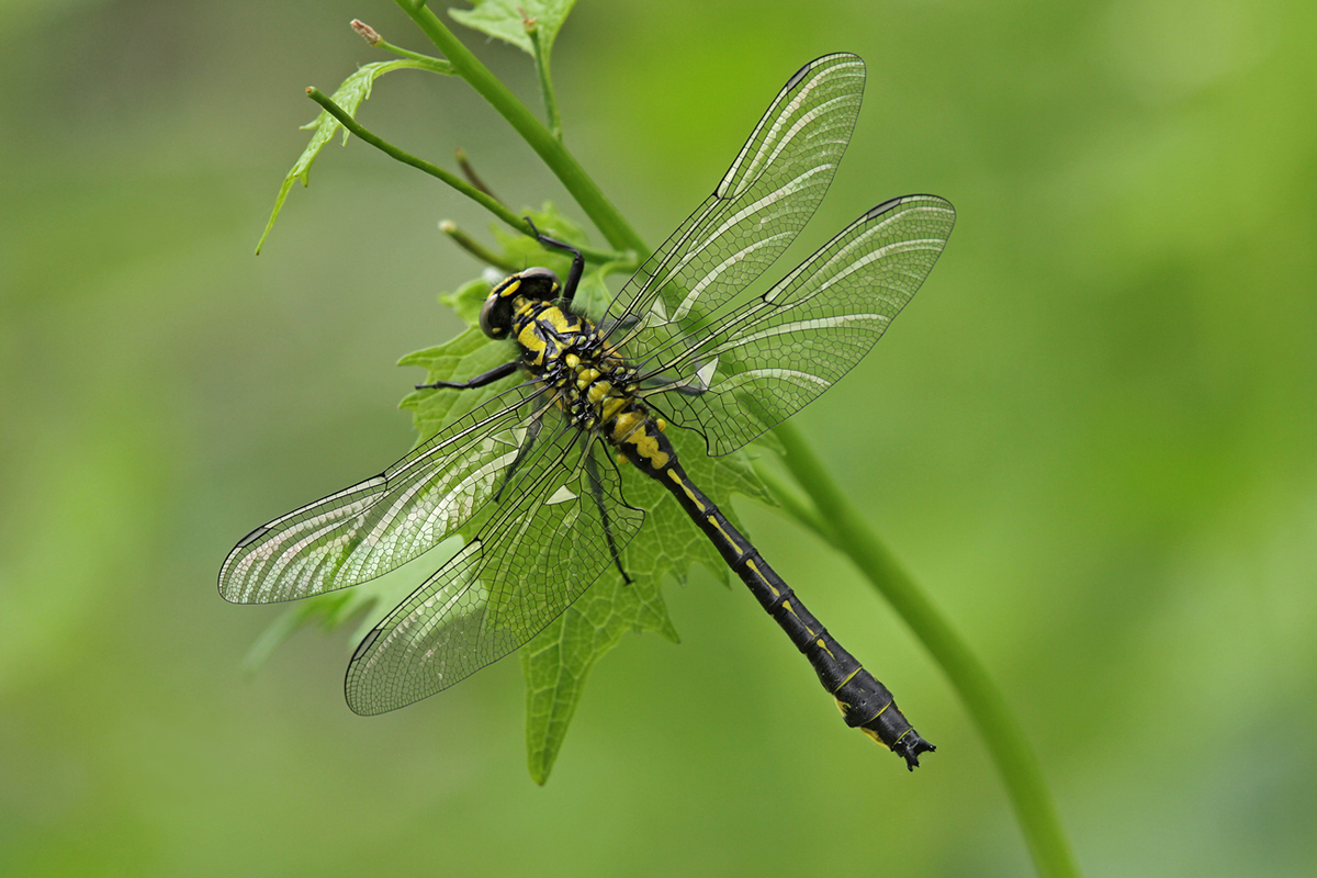 Gomphus vulgatissimus_m_IMG_6782_1200.jpg